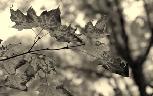 和林格爾縣生活有限責任公司